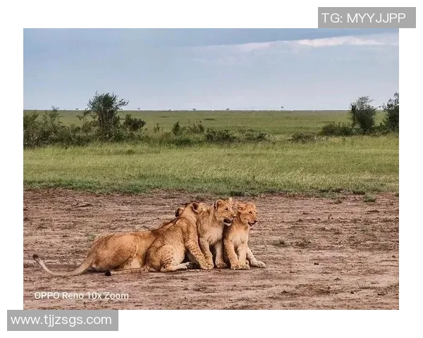 狮子足球明星的传奇故事与辉煌成就揭秘